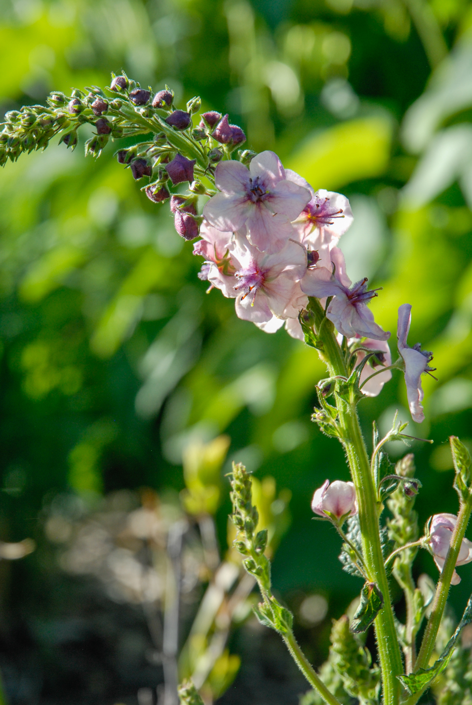 Southern Charm Mullein